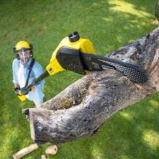 Best Lawn Renovation and Restoration  in Roxana, IL