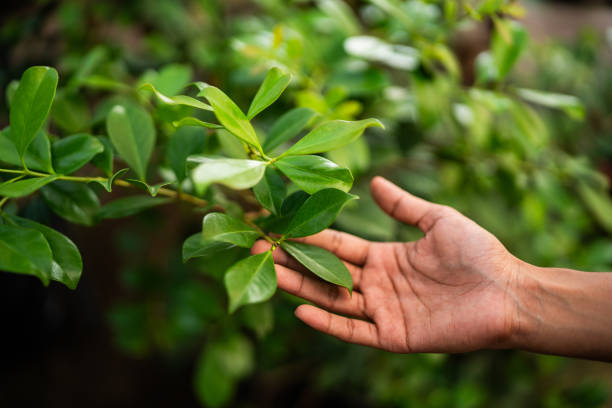 Best Pest Control for Lawns  in Roxana, IL