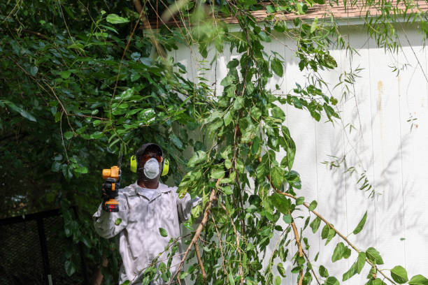 Lawn Pest Prevention in Roxana, IL